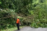 Fuertes lluvias provocan deslizamientos y caída de árboles en Bocas del Toro