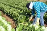 OIT advierte que el fenómeno de El Niño amenaza los empleos en América Latina