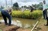 MIDA impulsa exitosa cosecha de arroz y pescado en proyecto piloto de Chepo
