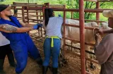 ¡Alerta ganadera! Buscan brucelosis bovina en fincas de Colón