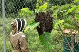 Hombre muere tras ataque de abejas africanizadas en Penonomé