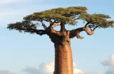 Smithsonian y NASA estudian cómo responden los bosques tropicales al clima