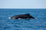 Ruido de los barcos reduce hasta 45% los cantos de ballenas en Panamá