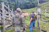Dos aprehendidos por robo agravado de semovientes en Chepo