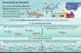 Fósiles revelan más tiburones en el Pacífico panameño