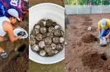 ¡La baula vuelve a Darién! 3 tortugas regresan a anidar en el Pacífico