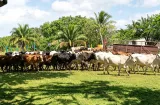 Ganaderos del Oeste exigen fondos de emergencia al MIDA