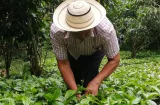 Agro, clima y comida: Panamá y FAO trazan plan hasta 2030