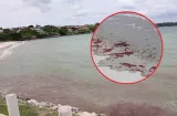 Investigan misteriosa mancha rojiza en playas de Panamá Oeste