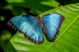  El calor podría apagar el brillo azul de las mariposas Morpho