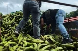 Hallan 300 paquetes de presunta droga escondidos en un cargamento de plátanos