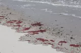 Investigan extraña mancha rojiza que apareció en playas de Panamá Oeste 