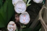 Celebran el Festival de la Flor del Espíritu Santo en Las Minas de Herrera