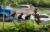 Encapuchados someten conductor de camión en el Corredor Norte y le roban