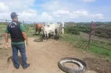 ¡Guerra a los cuatreros! Recuperan más de 300 reses robadas en Azuero