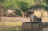 Ganaderos y productores de Azuero advierten escasez de agua por El Niño