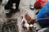 Rescatan a tres perros tras denuncia por presunto maltrato en Pacora
