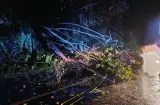 Fuertes lluvias derriban árboles y obstruyen vía hacia Chiriquí Grande