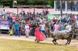 Toro embiste a hombre dentro de la barrera en pleno Festival de la Mejorana