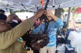 Sacan 128 peces león en torneo de pesca en La Playita de Colón