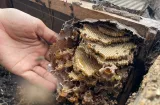 Colón: Capacitan a apicultores para criar abejas sin aguijón