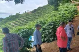 ¡Aroma a café en Colón! Producen café robusta en Quebrada Bonita