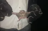 Capturan 25 murciélagos vampiros para proteger al ganado en Capira