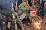 Hallan arsenal enterrado en la cerca de un local en Portobelo