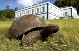 Tortuga Jonathan de 194 años revela el secreto de su eterna juventud