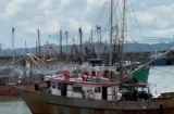 ¡Se acabó la veda! Arranca la pesca de camarón en Panamá