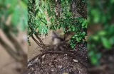 Hallan cadáver de un hombre en quebrada de Las Mañanitas