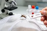 Llegó el mosquito y prendió las alarmas: 34 casos de malaria en Merca Panamá