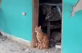 Perros y gatos afectados por el sismo recibirán atención gratuita