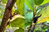 Los insectos que hacen vibrar las plantas para encontrar pareja