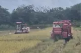 Sismo afecta puentes y complica el traslado de arroz a los molinos