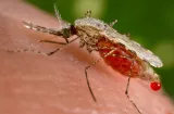 Malaria en Merca Panamá: 44 casos confirmados y cuatro pacientes sin localizar