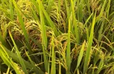 Molineros piden habilitar caminos rurales para salvar la cosecha de arroz