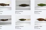Más de 2,700 registros de aves panameñas llegan a plataforma global
