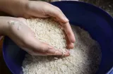 Arroz bajo presión: El Niño, terremoto y contrabando preocupan al sector