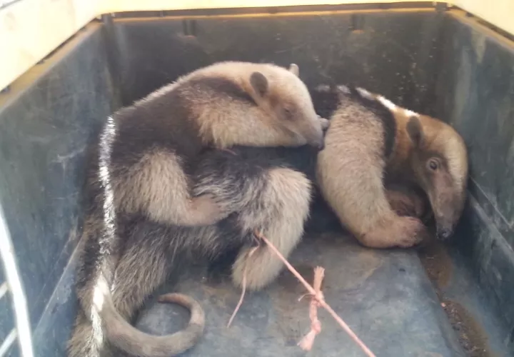 Los animalitos fueron trasladados al Refugio de Vida Silvestre Ciénega del Mangle.