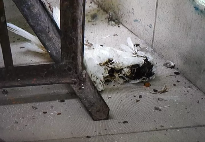 Excemento de palomas de la escuela. (Foto: Rolando Delgado)