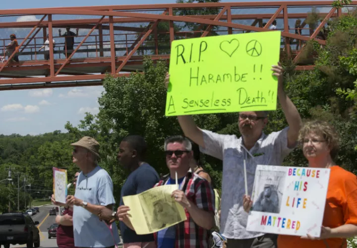 Visitantes del zoológico miran a manifestantes y dolientes desde un puente durante una vigilia por el gorila Harambe fuera del zoológico de Cincinnati y Jardín Botánico.  /  Foto: AP