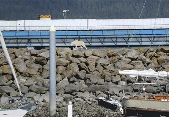  La cabra de montaña se lanzó al mar para escapar de las multitudes rompiendo su imagen, y el animal se ahogó cuando no pudo volver a la tierra debido a la aglomeración de gente en las orillas.   /  Foto: AP