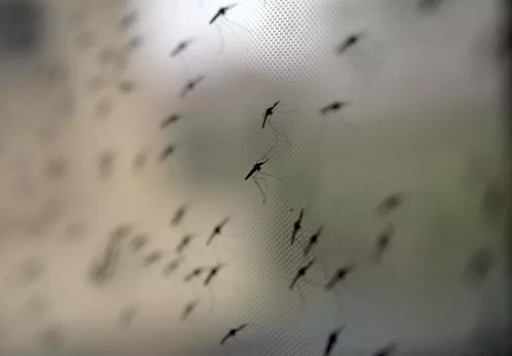 Según los pediatras alergólogos las picaduras no son graves ni peligrosas para la vida y, en la mayoría de los casos, no se producen por alergia a su veneno.  /  Foto: EFE Archivo