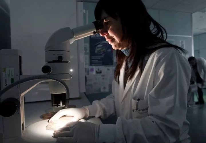 Una científica observa al microscopio unas muestras de cultivos.  /  Foto: EFE Archivo 