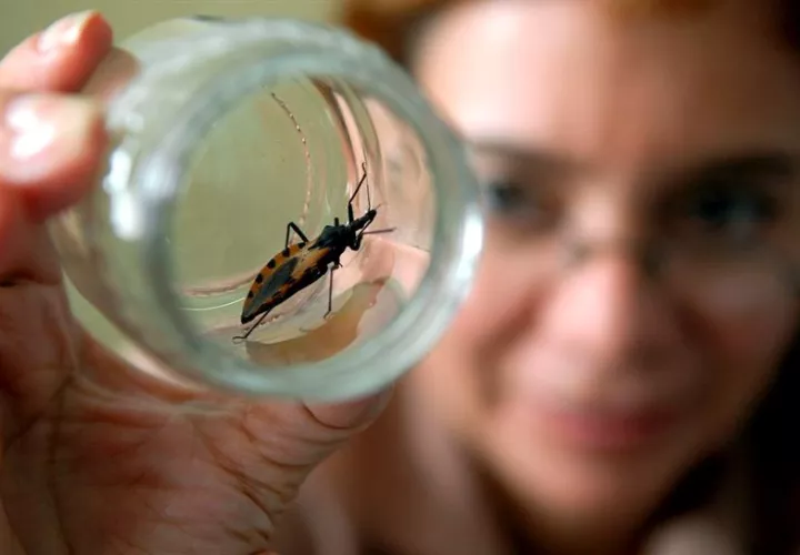 En la foto de archivo un ejemplar de la "chinche picuda", animal transmisor del mal de Chagas.  /  Foto: EFE