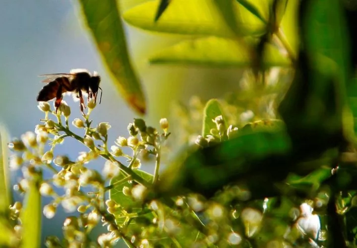 La crisis de las abejas es un problema mundial. En Francia se comprobó que la desaparición de los antófilos estaba asociado al imidacloprid, un agroquímico utilizado como fertilizante, cuyo componente principal es la nicotina.  /  Foto: EFE Archivo