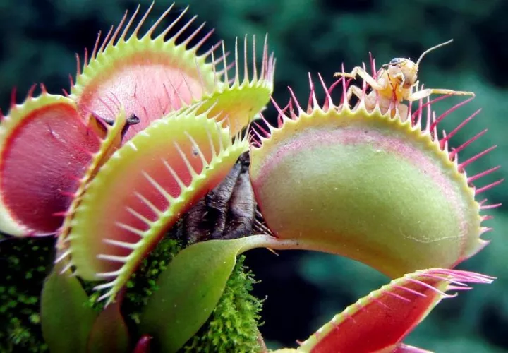 Las plantas carnívoras, también conocidas como plantas insectívoras, son especies que se alimentan de insectos y que crecen en tierras pantanosas y en farallones rocosos.  /  Foto: EFE Archivo