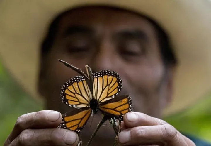 En abril, el gobierno anunció la creación de una unidad policial especial para patrullar las reservas naturales y combatir los delitos ambientales.   /  Foto: AP