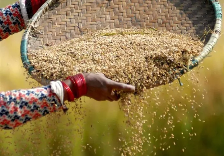 Una campesina nepalesa recogiendo la cosecha de arroz en la villa de Dharmasthali, a las afueras de Katmandú (Nepal).  /  Foto: EFE Archivo